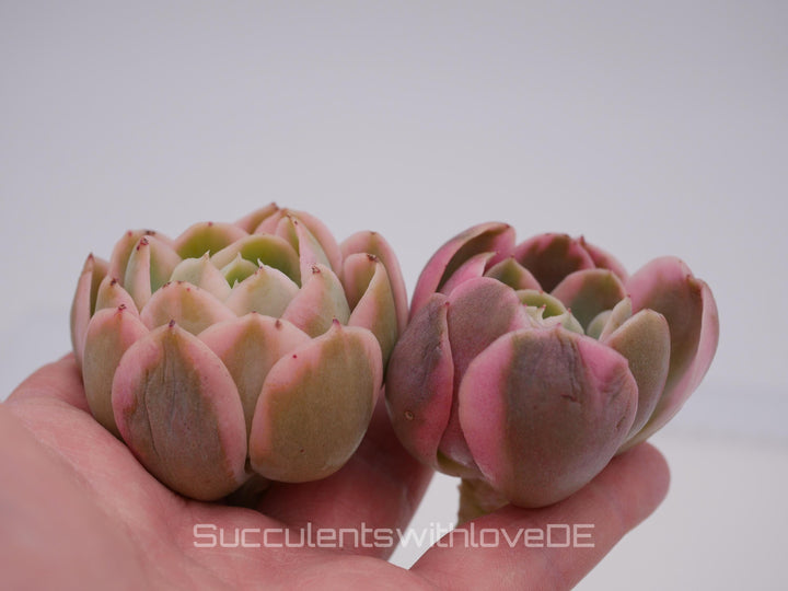 Echeveria 'Pink Bella' var. - schöne und seltene Sukkulente - Sukkulente - Pflanze * Korea Import *