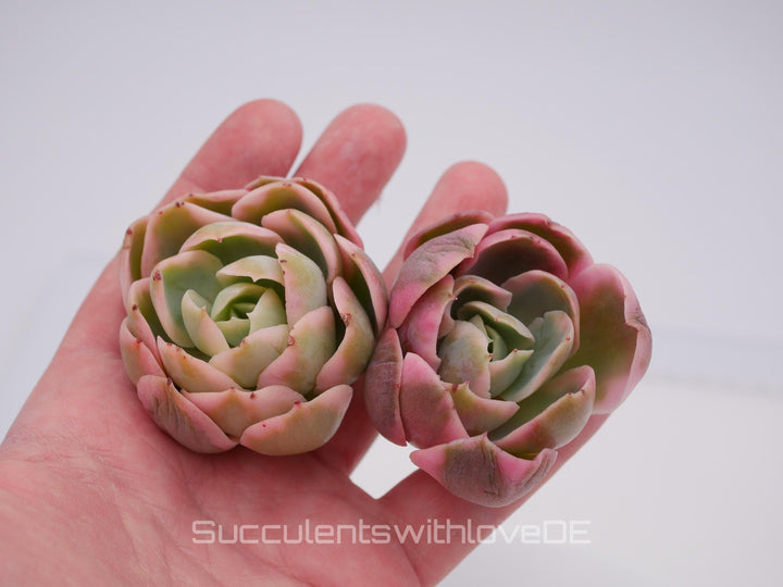 Echeveria 'Pink Bella' var. - schöne und seltene Sukkulente - Sukkulente - Pflanze * Korea Import *