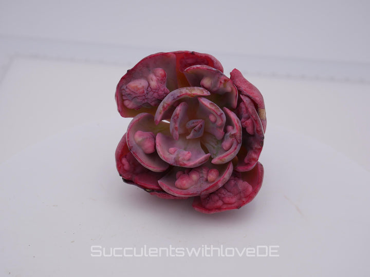 Echeveria 'Beyonce' Rainbow variegata - schöne und sehr seltene Sukkulente - Pflanze * Korea Import *