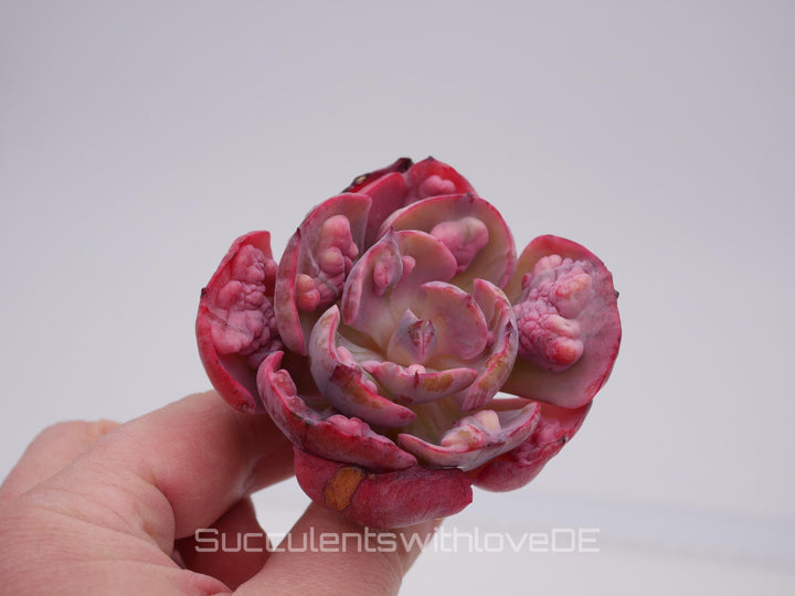 Echeveria 'Beyonce' Rainbow variegata - schöne und sehr seltene Sukkulente - Pflanze * Korea Import *