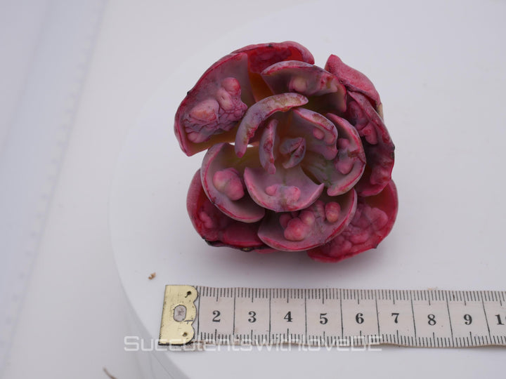Echeveria 'Beyonce' Rainbow variegata - schöne und sehr seltene Sukkulente - Pflanze * Korea Import *