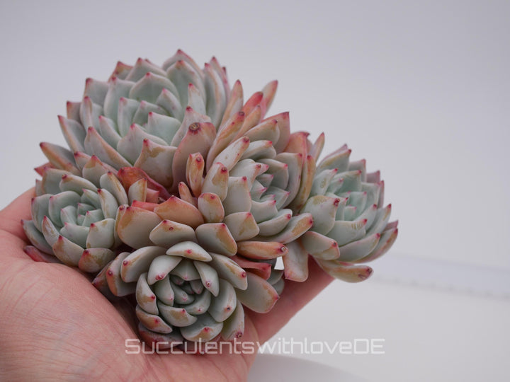 Echeveria 'Blue Bird' Cluster - schöne und seltene Sukkulente - Sukkulente - Pflanze * Korea Import *