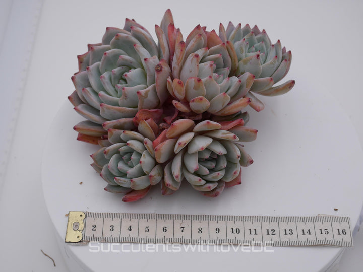 Echeveria 'Blue Bird' Cluster - schöne und seltene Sukkulente - Sukkulente - Pflanze * Korea Import *