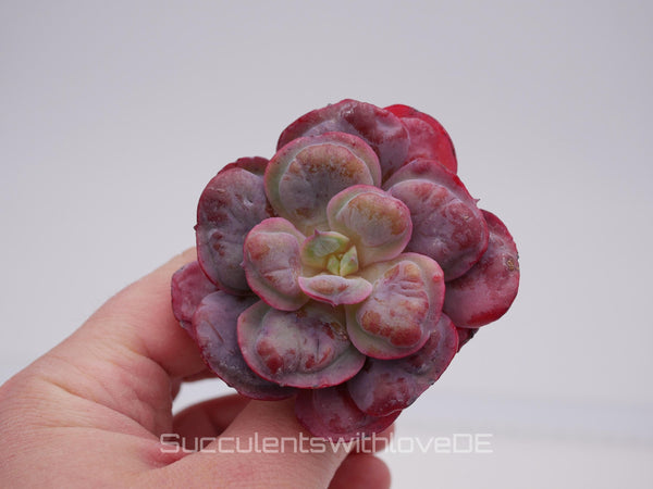 Echeveria Beyonce - schöne und seltene Sukkulente - Sukkulente - Pflanze * Korea Import *