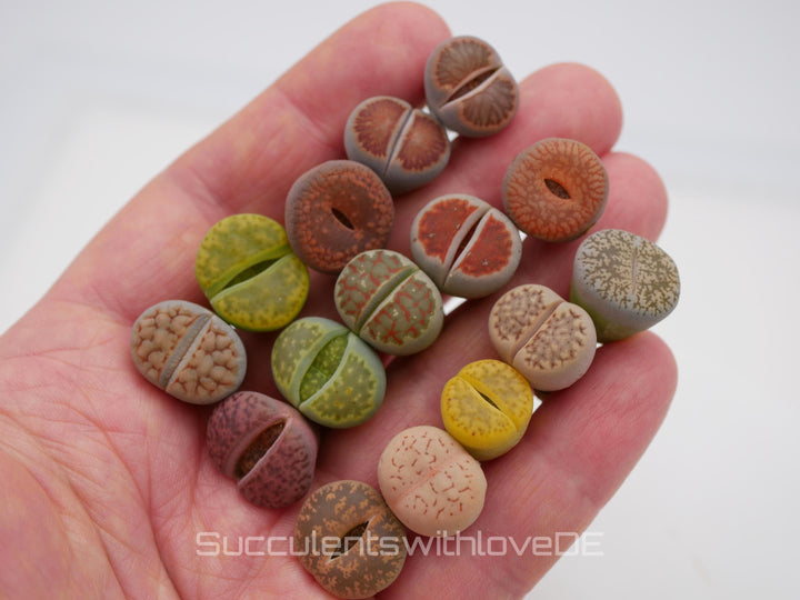 Lebende Steinpflanzen | Lithops Living Stone Sukkulenten | schöne farbige lebende Steine | SALE | medium