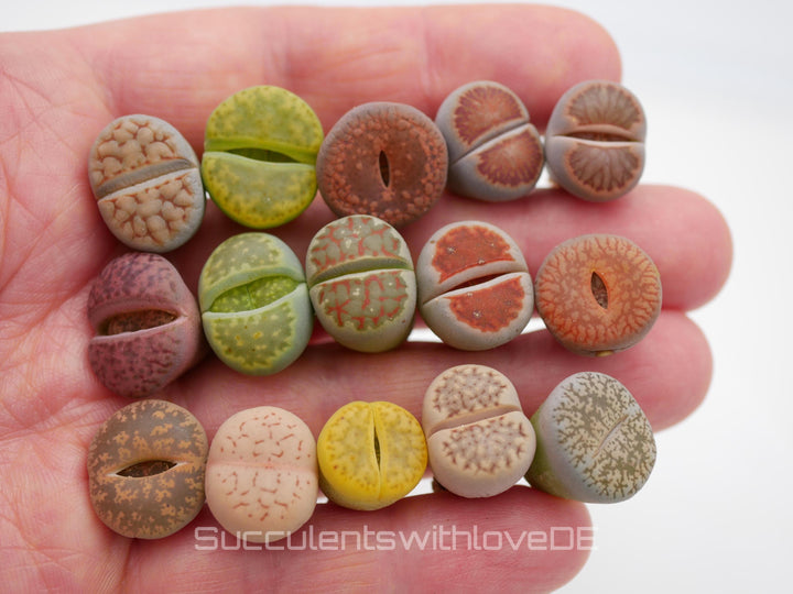 Lebende Steinpflanzen | Lithops Living Stone Sukkulenten | schöne farbige lebende Steine | SALE | medium
