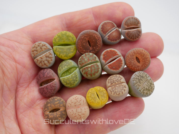 Lebende Steinpflanzen | Lithops Living Stone Sukkulenten | schöne farbige lebende Steine | SALE | medium