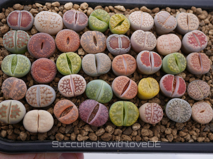 Lebende Steinpflanzen | Lithops Living Stone Sukkulenten | schöne farbige lebende Steine | SALE | medium