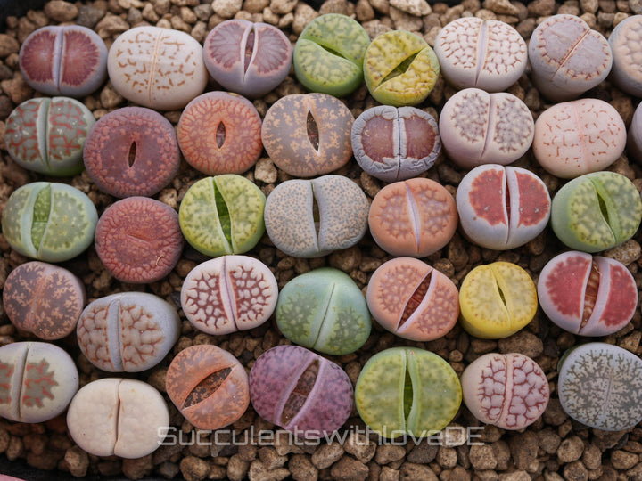 Lebende Steinpflanzen | Lithops Living Stone Sukkulenten | schöne farbige lebende Steine | SALE | medium