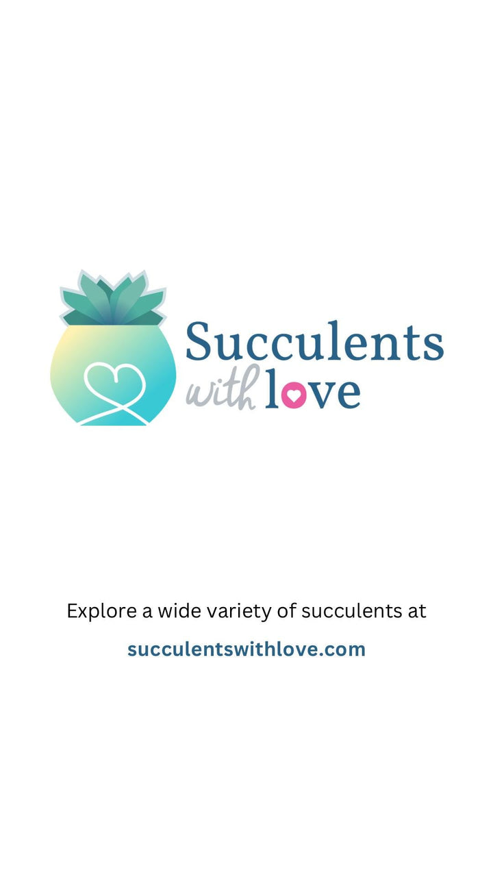 Sukkulenten | Mixpaket | Echeveria, Kalanchoe, Pachyveria, Crassula etc.