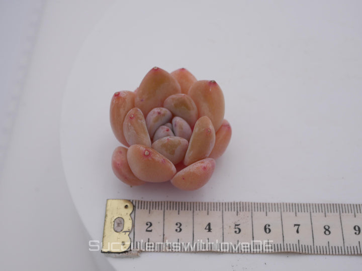 Echeveria 'AoLai' - schöne und seltene Sukkulente - Sukkulente - Pflanze * Korea Import *