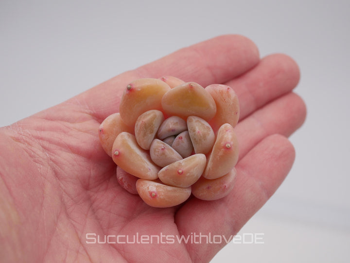 Echeveria 'AoLai' - schöne und seltene Sukkulente - Sukkulente - Pflanze * Korea Import *