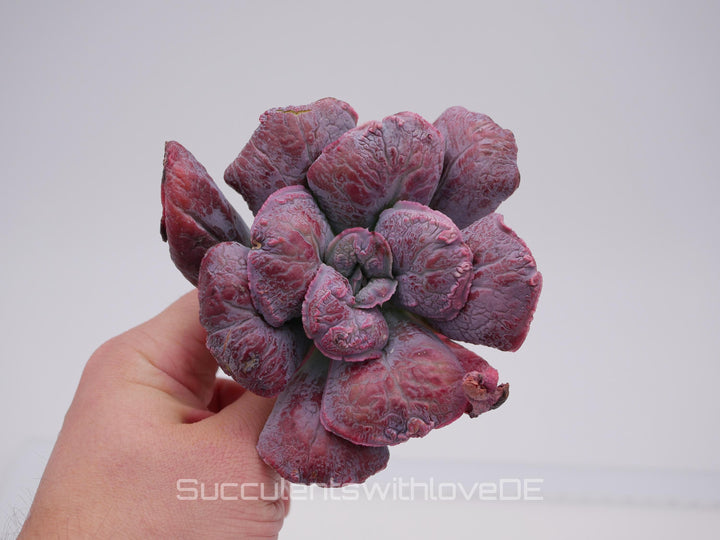 Echeveria 'Linguas' - schöne und seltene Sukkulente - Sukkulente - Pflanze * Korea Import *