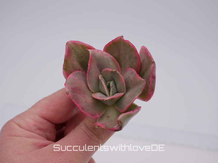 Echeveria 'Qin' var. - schöne und seltene Sukkulente - Sukkulente - Pflanze * Korea Import *