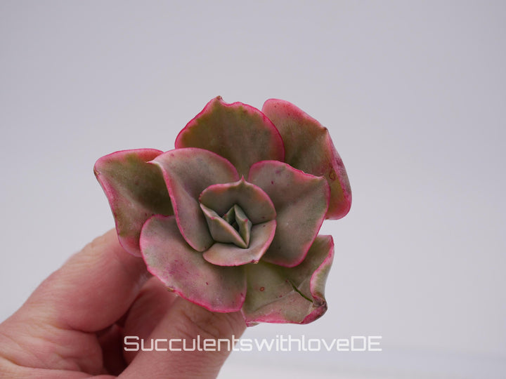 Echeveria 'Qin' var. - schöne und seltene Sukkulente - Sukkulente - Pflanze * Korea Import *
