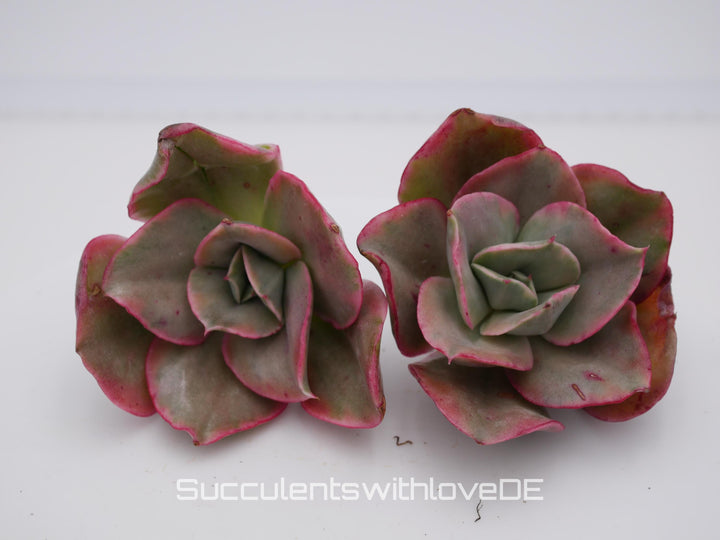 Echeveria 'Qin' var. - schöne und seltene Sukkulente - Sukkulente - Pflanze * Korea Import *