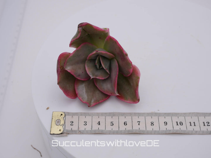 Echeveria 'Qin' var. - schöne und seltene Sukkulente - Sukkulente - Pflanze * Korea Import *