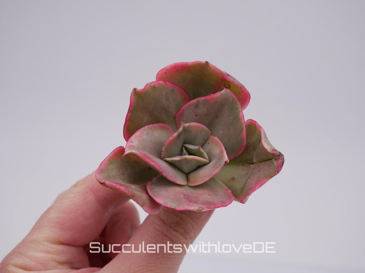Echeveria 'Qin' var. - schöne und seltene Sukkulente - Sukkulente - Pflanze * Korea Import *