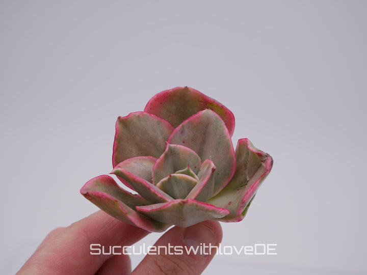 Echeveria 'Qin' var. - schöne und seltene Sukkulente - Sukkulente - Pflanze * Korea Import *