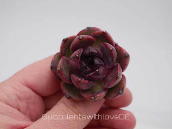 Echeveria 'Shango Jenny' - schöne und seltene Sukkulente - Sukkulente - Pflanze * Korea Import *