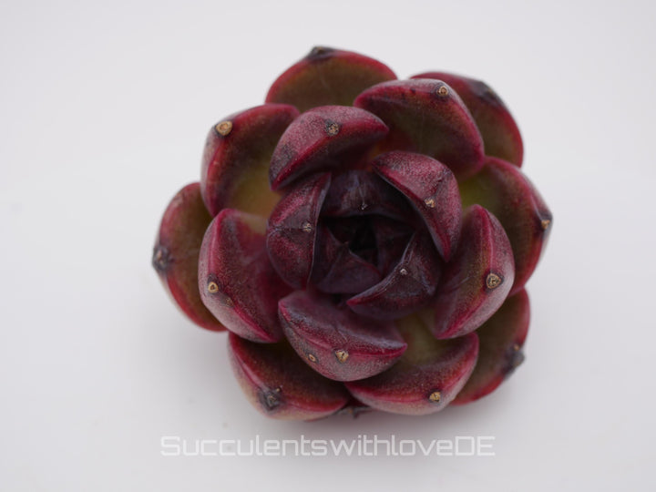 Echeveria 'Shango Jenny' - schöne und seltene Sukkulente - Sukkulente - Pflanze * Korea Import *