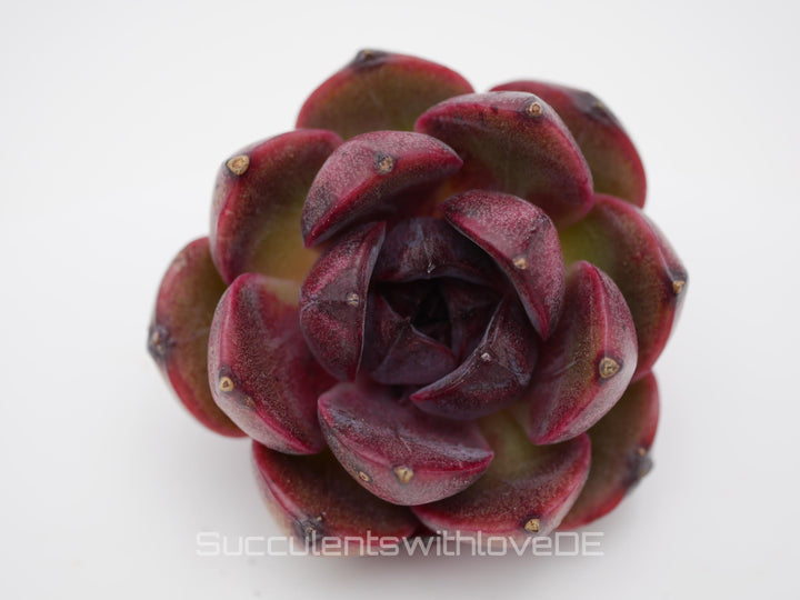 Echeveria 'Shango Jenny' - schöne und seltene Sukkulente - Sukkulente - Pflanze * Korea Import *