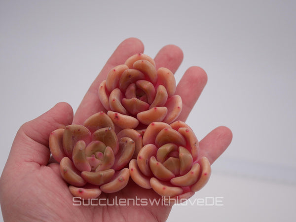 Echeveria 'Brandy' - schöne und seltene Sukkulente - Sukkulente - Pflanze * Korea Import *