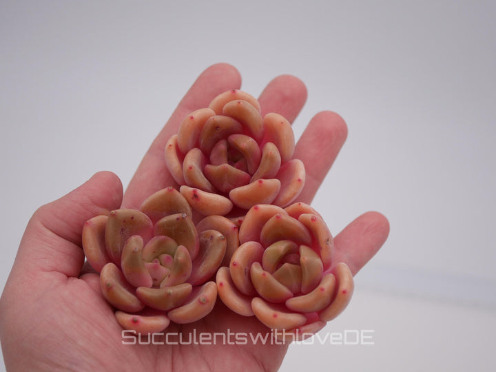 Echeveria 'Brandy' - schöne und seltene Sukkulente - Sukkulente - Pflanze * Korea Import *