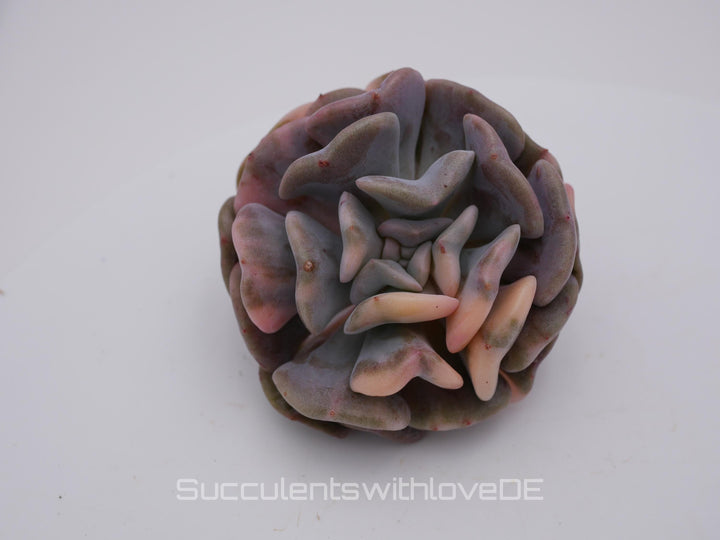 Echeveria 'Cubic Frost var. - schöne und seltene Sukkulente - Sukkulente - Pflanze * Korea Import *