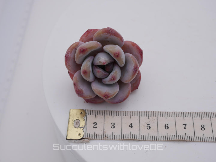 Echeveria 'Star Snow' - schöne und seltene Sukkulente - Sukkulente - Pflanze * Korea Import *