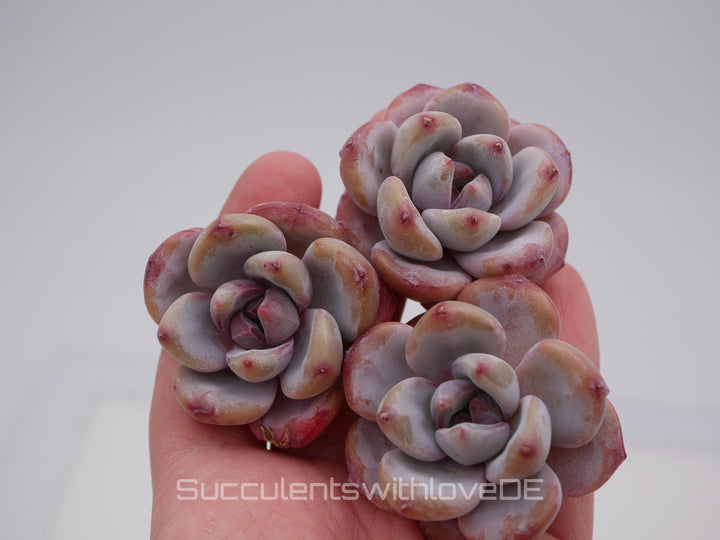 Echeveria 'Star Snow' - schöne und seltene Sukkulente - Sukkulente - Pflanze * Korea Import *