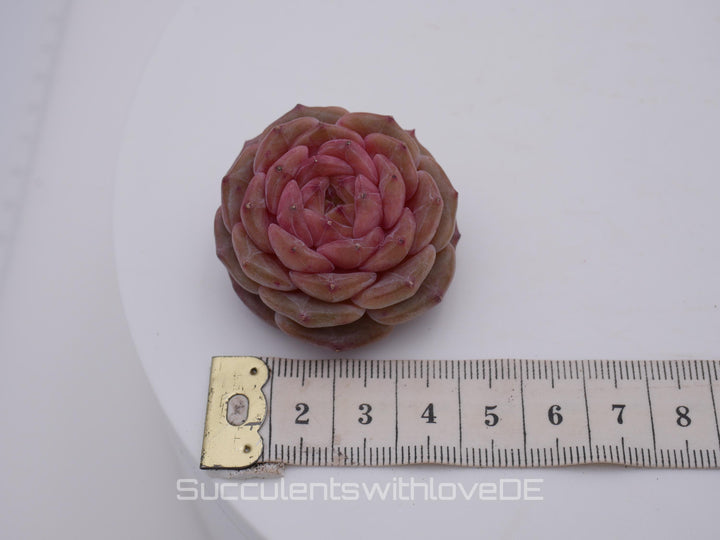 Echveria 'Purple Mood' - schöne und seltene Sukkulente - Sukkulente - Pflanze * Korea Import *