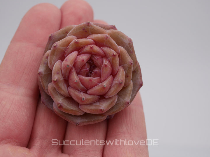 Echveria 'Purple Mood' - schöne und seltene Sukkulente - Sukkulente - Pflanze * Korea Import *