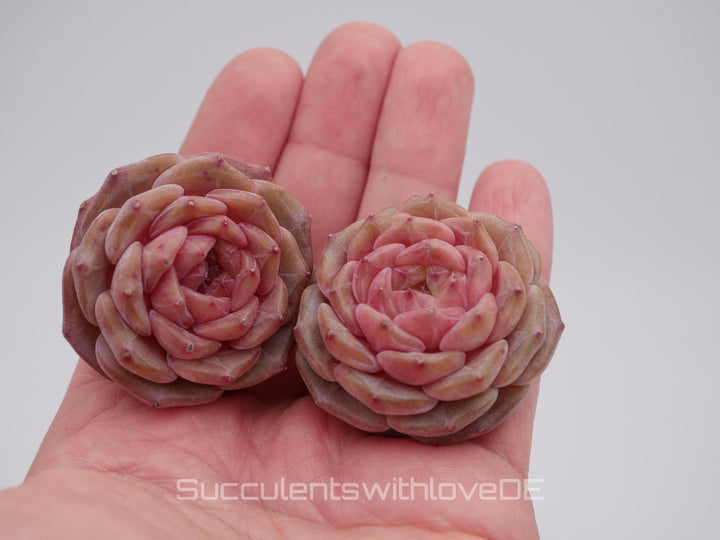 Echveria 'Purple Mood' - schöne und seltene Sukkulente - Sukkulente - Pflanze * Korea Import *