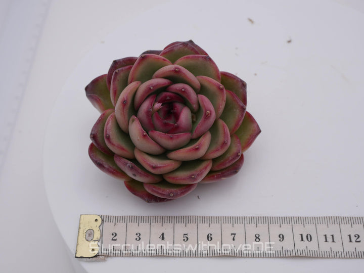 Echeveria 'Mont Brown' - schöne und seltene Sukkulente - Sukkulente - Pflanze * Korea Import *