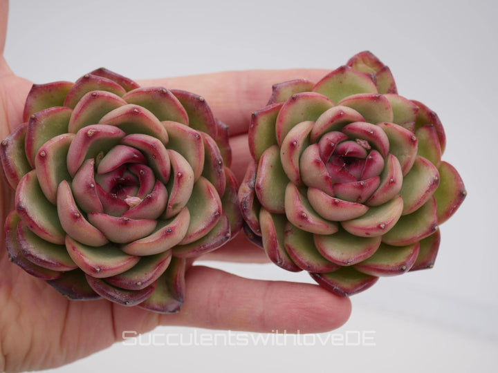 Echeveria 'Mont Brown' - schöne und seltene Sukkulente - Sukkulente - Pflanze * Korea Import *