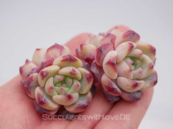 Echeveria 'Jasmine' - schöne und seltene Sukkulente - Sukkulente - Pflanze * Korea Import *