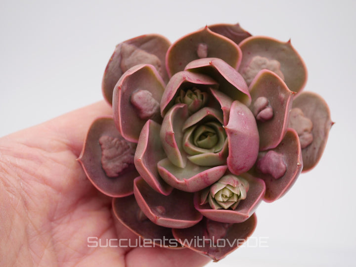 Echeveria 'Red Lights' warts - schöne und seltene Sukkulente - Sukkulente - Pflanze * Korea Import *