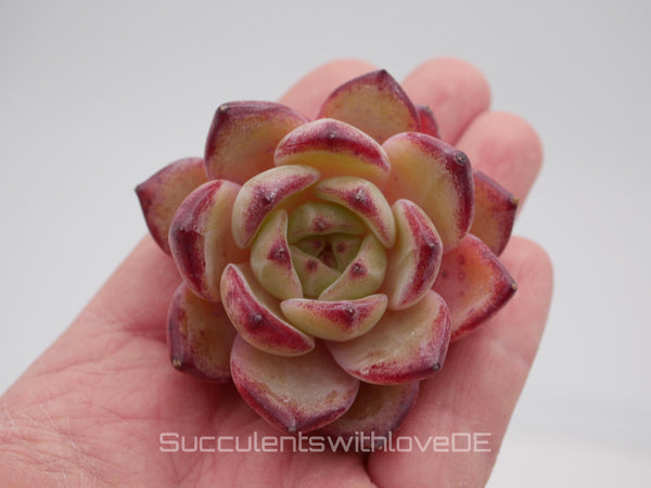 Echeveria 'Daredevil' - schöne und seltene Sukkulente - Sukkulente - Pflanze * Korea Import *