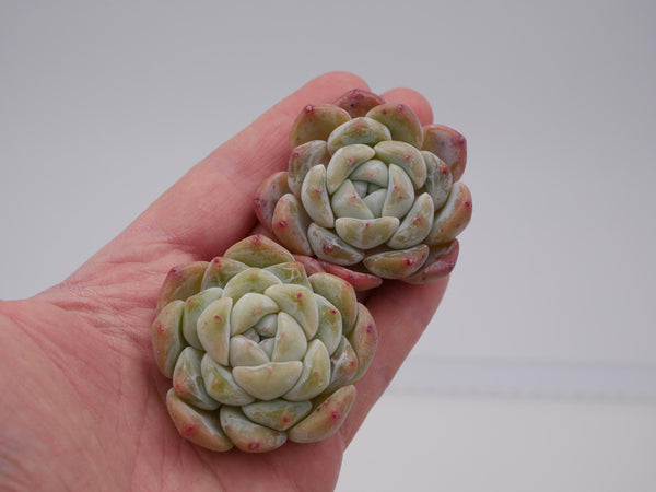 Echeveria 'XueHou' - schöne und seltene Sukkulente - Sukkulente - Pflanze * Korea Import *