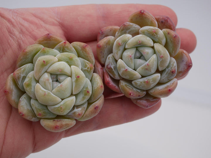 Echeveria 'XueHou' - schöne und seltene Sukkulente - Sukkulente - Pflanze * Korea Import *