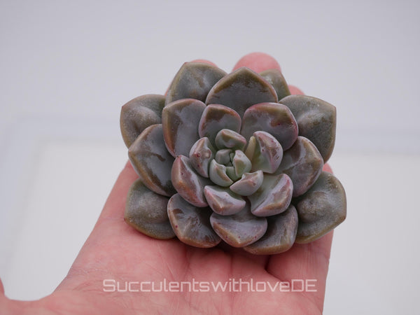 Echeveria 'Demon Realm' warts - schöne und seltene Sukkulente - Sukkulente - Pflanze * Korea Import *