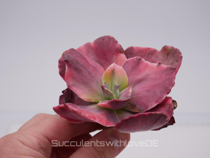 Echeveria 'Suyon Rainbow' var - schöne und seltene Sukkulente - Sukkulente - Pflanze * Korea Import *