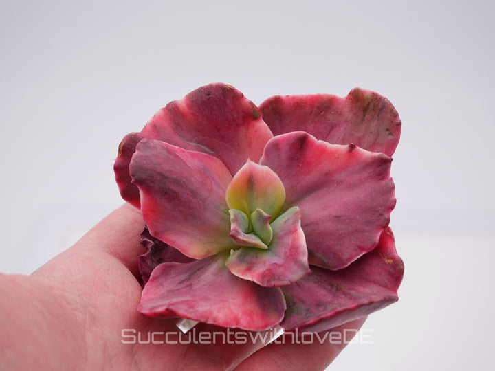 Echeveria 'Suyon Rainbow' var - schöne und seltene Sukkulente - Sukkulente - Pflanze * Korea Import *