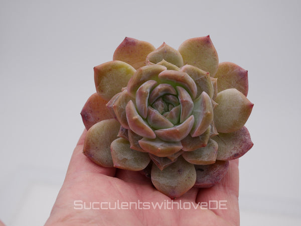 Echeveria 'Strawberry Bobo' - schöne und seltene Sukkulente - Sukkulente - Pflanze * Korea Import *