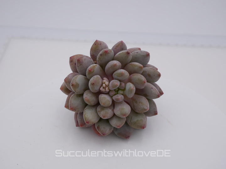 Echeveria 'Honey Peach' - schöne und seltene Sukkulente - Sukkulente - Pflanze * Korea Import *