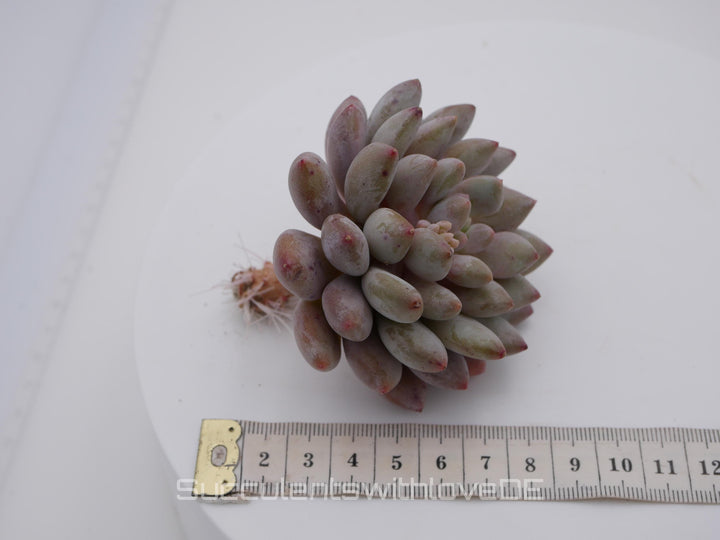 Echeveria 'Honey Peach' - schöne und seltene Sukkulente - Sukkulente - Pflanze * Korea Import *