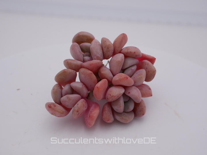 Echeveria 'Pink Spot' - schöne und sehr seltene Sukkulente - Pflanze * Korea Import *