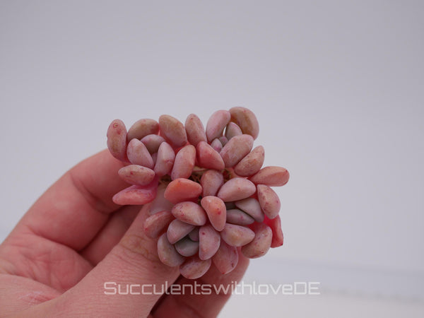 Echeveria 'Pink Spot' - schöne und sehr seltene Sukkulente - Pflanze * Korea Import *