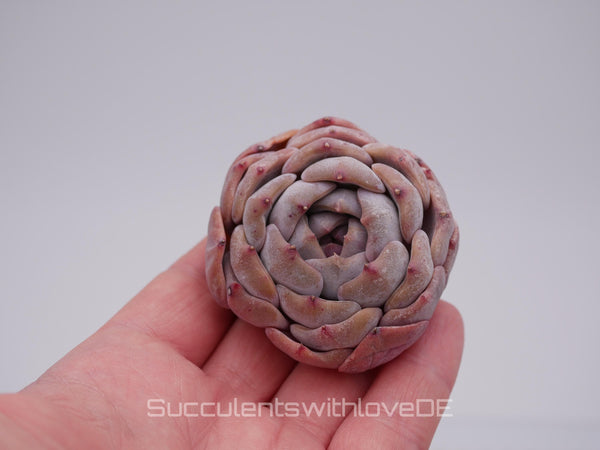 Echeveria 'Nightinga' - schöne und seltene Sukkulente - Sukkulente - Pflanze * Korea Import *